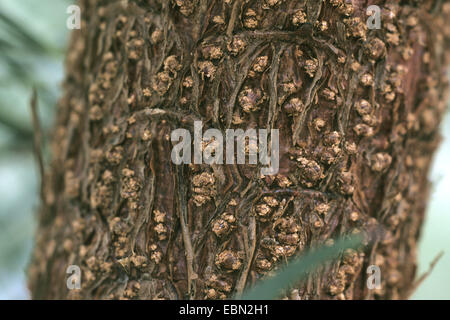 Wollemi Pine (Wollemia Nobilis), Rinde Stockfoto