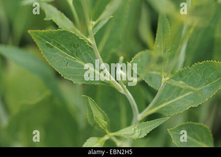 Dittander, ausdauernde Kresse, breit-Blatt Pfeffer-Grass (Lepidium Latifolium), Blätter, Deutschland Stockfoto