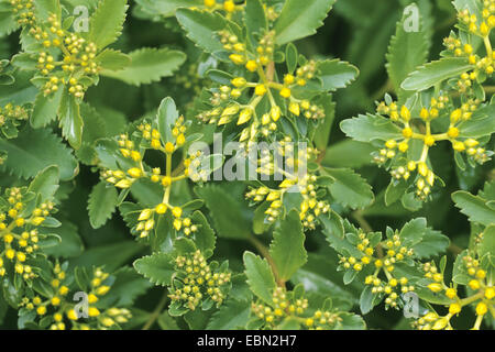 zurückgebogen, Mauerpfeffer, Stein indigen, krumme gelbe Fetthenne, Jennys Fetthenne (Sedum Rupestre, Sedum Reflexum), blühen Stockfoto