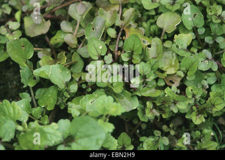 echte Brunnenkresse (Kapuzinerkresse Officinale), Blätter, Deutschland Stockfoto
