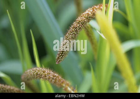 Plains Borste Grass, Ebenen Bristlegrass, Bachbett Borste Grass, Bachbett Bristlegrass, Bristlegrass, gelbe Bristlegrass, gelbe Foxtail (Setaria Italica), spikes Stockfoto