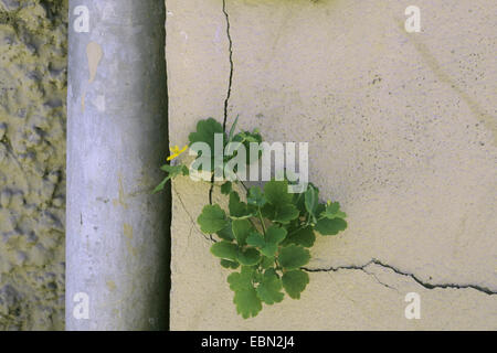 Schöllkraut (Chelidonium Majus), wächst in einer Wand Spalt, deuschla Stockfoto