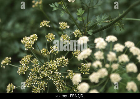 fein-leaved Wasser-asiatische (Oenanthe Aquatica), blühen, Deutschland Stockfoto