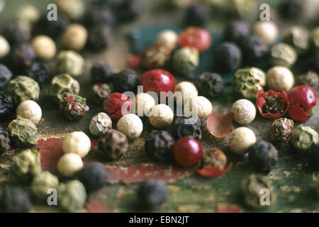 schwarzer Pfeffer (Piper Nigrum), schwarz, grün, weiß und roten Pfeffer mischen Stockfoto