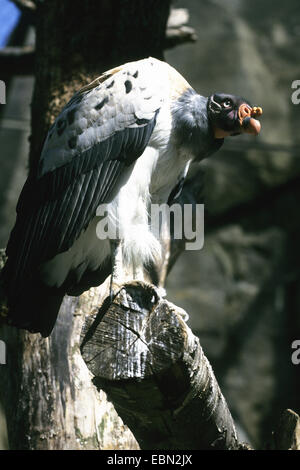 Kingsize-Geier (Sarcorhamphus Papa), in einer Voliere Stockfoto