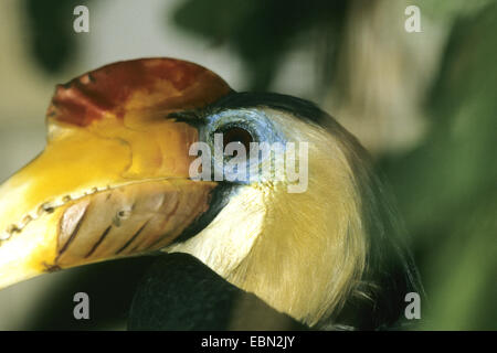 Runzlig Hornbill, Sunda faltig Hornbill (Rhyticeros Corrugatus, Aceros Corrugatus), portrait Stockfoto