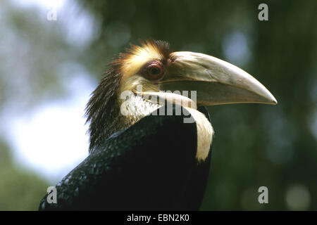 umkränzter Hornbill (Aceros Undulatus, Rhyticeros Undulatus), Männlich Stockfoto