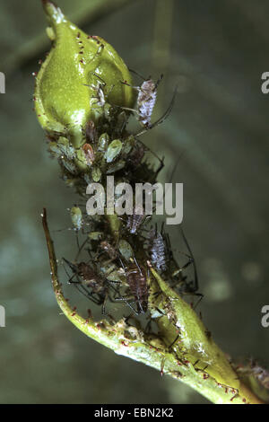 Rose Blattlaus, Blattläuse (Macrosiphum Rosae), stiegen die Blattläuse auf eine Rosenknospe, Deutschland Stockfoto