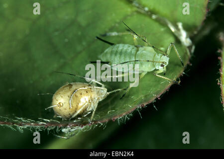 Rose Blattlaus, Blattläuse (Macrosiphum Rosae), zwei stiegen die Blattläuse auf einem Rosenblatt, einer von ihnen parasitiert Aphidius, Deutschland Stockfoto