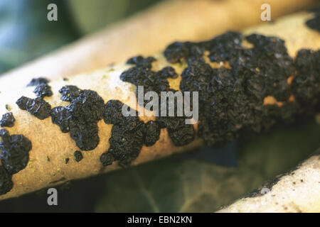 Witches' Butter (Exidia Glandulosa, Exidia Truncata), bei einer Filiale, Deutschland Stockfoto