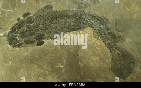 Gyroptychius (Gyroptychius Agassizii), versteinerte Gyroptychius vom mittleren Devon, Großbritannien, Schottland Stockfoto