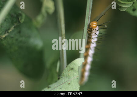 Zebra Longwing, Zebra Heliconian (Heliconius Charithonia, Heliconius Charithonius), Raupe auf einem Stiel Stockfoto