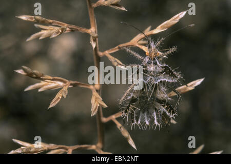 Goldenes Ei Bug (Phyllomorpha Laciniata), bei Grass Ohr Stockfoto