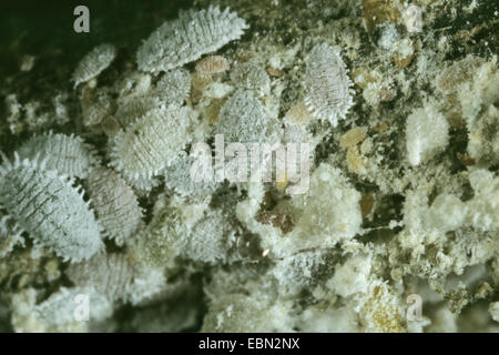 Zitrus Schmierlaus, gemeinsame Schmierlaus, Zitrus-Skala (Planococcus Citri), Draufsicht auf eine Gruppe von Zitrusfrüchten Wollläusen Stockfoto