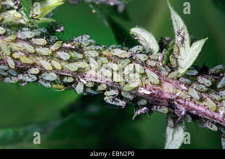 Blattläuse und Blattläuse (Aphidoidea), etc. Blattläuse auf Beifuß, Artemisia Vulgaris, Deutschland Stockfoto