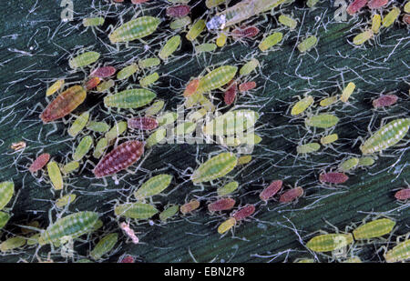 Mehlige Blattlaus in Plum (Hyalopterus Pruni), verschiedene Entwicklungsstadien, Deutschland Stockfoto