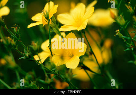 gelb Flachs (Linum Flavum), blühen, Deutschland Stockfoto