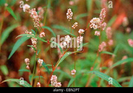 Rotschenkel, Persicaria, Redleg, Lady-Daumen entdeckt Ladysthumb, Gambetta (Polygonum Persicaria, Persicaria Maculosa) blühen, Deutschland Stockfoto