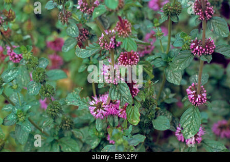 Poleiminze (Mentha Pulegium), blühen, Deutschland Stockfoto