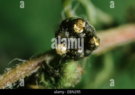 Jährliche Traubenkraut, Ambrosia, Bitter-Weed, Hog-Weed, römischer Wermut (Ambrosia Artemisiifolia), männliche Knospe, Deutschland Stockfoto