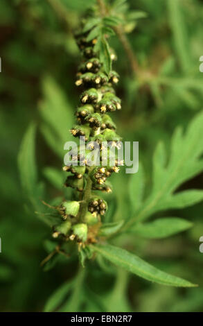 Jährliche Traubenkraut, Ambrosia, Bitter-Weed, Hog-Weed, römischer Wermut (Ambrosia Artemisiifolia), männliche Blüten, Deutschland Stockfoto