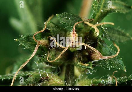 Jährliche Traubenkraut, Ambrosia, Bitter-Weed, Hog-Weed, römischer Wermut (Ambrosia Artemisiifolia), weibliche Blüten, Deutschland Stockfoto