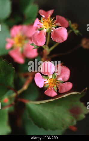 Hybrid-Erdbeere, Erdbeere (Fragaria X ananassa 'Pink Panda' Fragaria Ananassa 'Pink Panda'), Gartenblumen Sorte Pink Panda Stockfoto