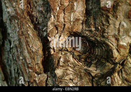 Europäische schwarze Kiefer, österreichische Schwarzkiefer, Schwarzkiefer, Korsischen Schwarzkiefer (Pinus Nigra), Rinde Stockfoto