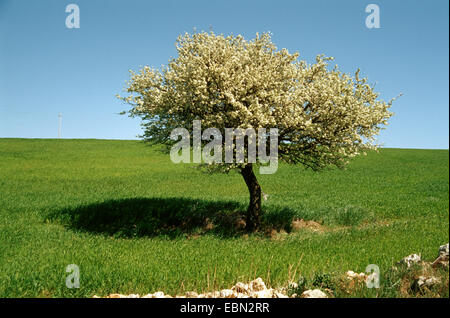 Holzapfel, wilde Krabbe (Malus Sylvestris), blühenden Baum in einem Feld, Deutschland Stockfoto