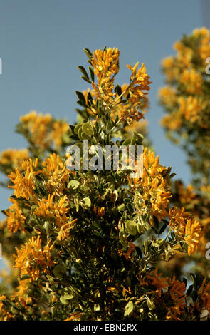 Baum Medick (Medicago Arborea), Zweig mit Blüten und junge Früchte Stockfoto