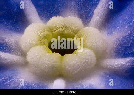 Vergissmeinnicht (Myosotis spec.), Detail der Blüte ein Vergissmeinnicht Stockfoto