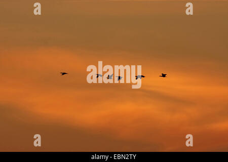 Graugans (Anser Anser), Zugvögel in den Morgenhimmel im Oktober, Deutschland Stockfoto