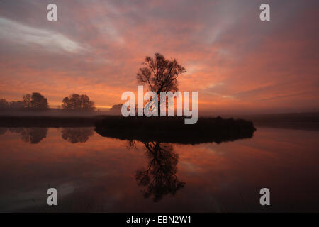 Sonnenaufgang im Dyrehaven mit Eiche, Dänemark, Kopenhagen, Dyrehaven Stockfoto