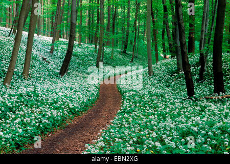 Bärlauch (Allium Ursinum), Weg durch Wald mit blühenden Bärlauch Frühling Stockfoto