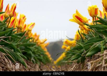 gemeinsamer Garten-Tulpe (Tulipa Gesneriana), Tulpenfeld, Niederlande Stockfoto