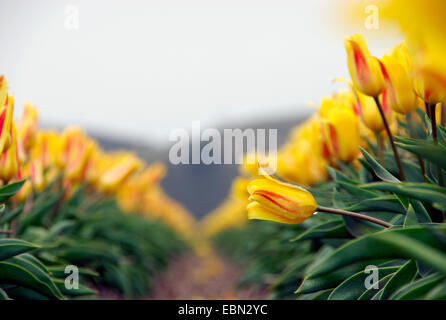gemeinsamer Garten-Tulpe (Tulipa Gesneriana), Tulpenfeld, Niederlande Stockfoto
