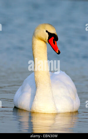 Höckerschwan (Cygnus Olor), im Abendlicht, Deutschland Stockfoto