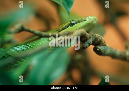 Mangrove Ratsnake (Gonyosoma Oxycephalum, bieten Oxycephala), Portrait zwischen Zweigen Stockfoto