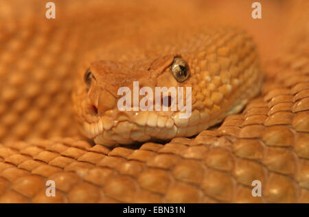 Mexikanische Westküste Klapperschlange (Crotalus Basiliskos), Porträt von einem gewendelten, Reptil Stockfoto