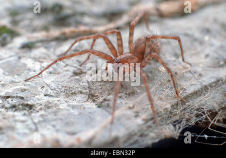 gemeinsamen europäischen Haus Spinne, weniger Haus Spinne, Scheune Trichter Weaver (Tegenaria Domestica), sitzen, Deutschland Stockfoto