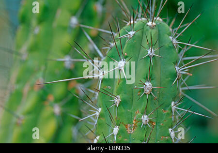 Zahnstocher Kaktus (Stetsonia Coryne) Stockfoto