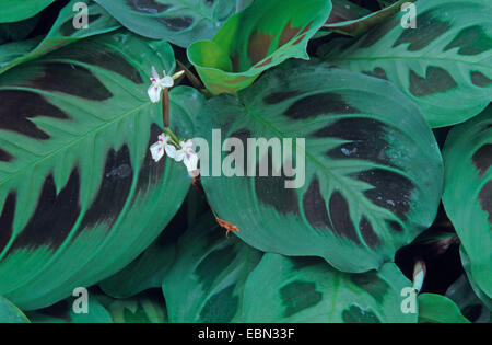 Gebet-Pflanze (Maranta Leuconeura) Blättern Stockfoto