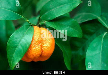 Sevilla-Orange (Citrus Aurantium 'Corniculata', Citrus Aurantium Corniculata), Obst in einer Filiale Stockfoto