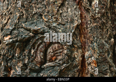 Douglasie (Pseudotsuga Menziesii), Rinde Stockfoto