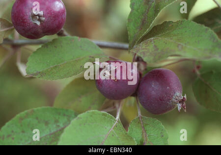 Toringo Holzapfel, Toringo Holzapfel (Malus Sieboldii, Malus X zumi, Malus Zumi), Sorte Aldenham lila Stockfoto