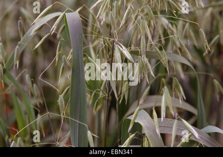 kultiviert, Hafer, gemeinsame Hafer (Avena Sativa), Spitzen Stockfoto