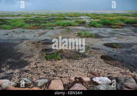 Gemeinsame Cordgrass (Spartina Anglica), getrocknet auf Wattenmeer, Dänemark Stockfoto