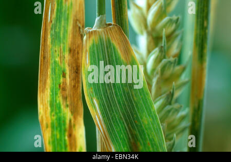 Septoria Tritici (Septoria Tritici), kontaminierten Weizen, Triticum aestivum Stockfoto