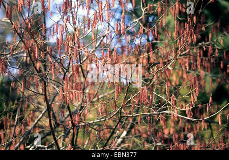 Riesen-Hasel (Corylus Maxima 'Purpurea', Corylus Maxima Purpurea) blüht Stockfoto