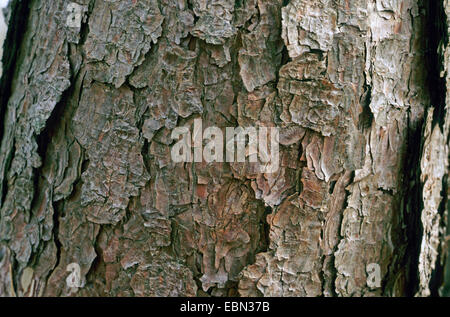 rote Kiefer (Pinus Resinosa), Rinde Stockfoto